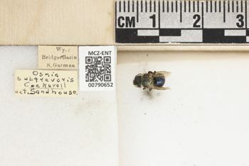 Media type: image;   Entomology 790652 Aspect: Labels